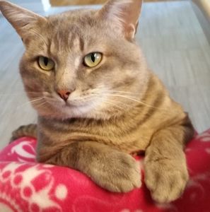 Meet your Posher, Nancy